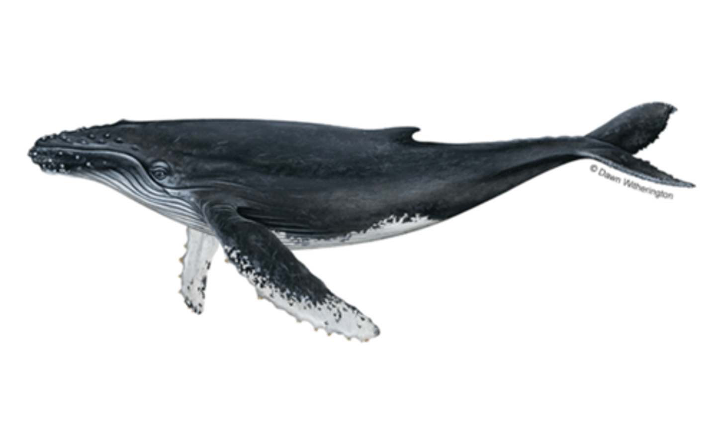 <p>Family, Subclade, Clade, Infraclass, Subclass</p><p>-longitudinal furrows</p><p>-med-length baleen, mouth doesn't curve much</p><p>-narrow skull</p>