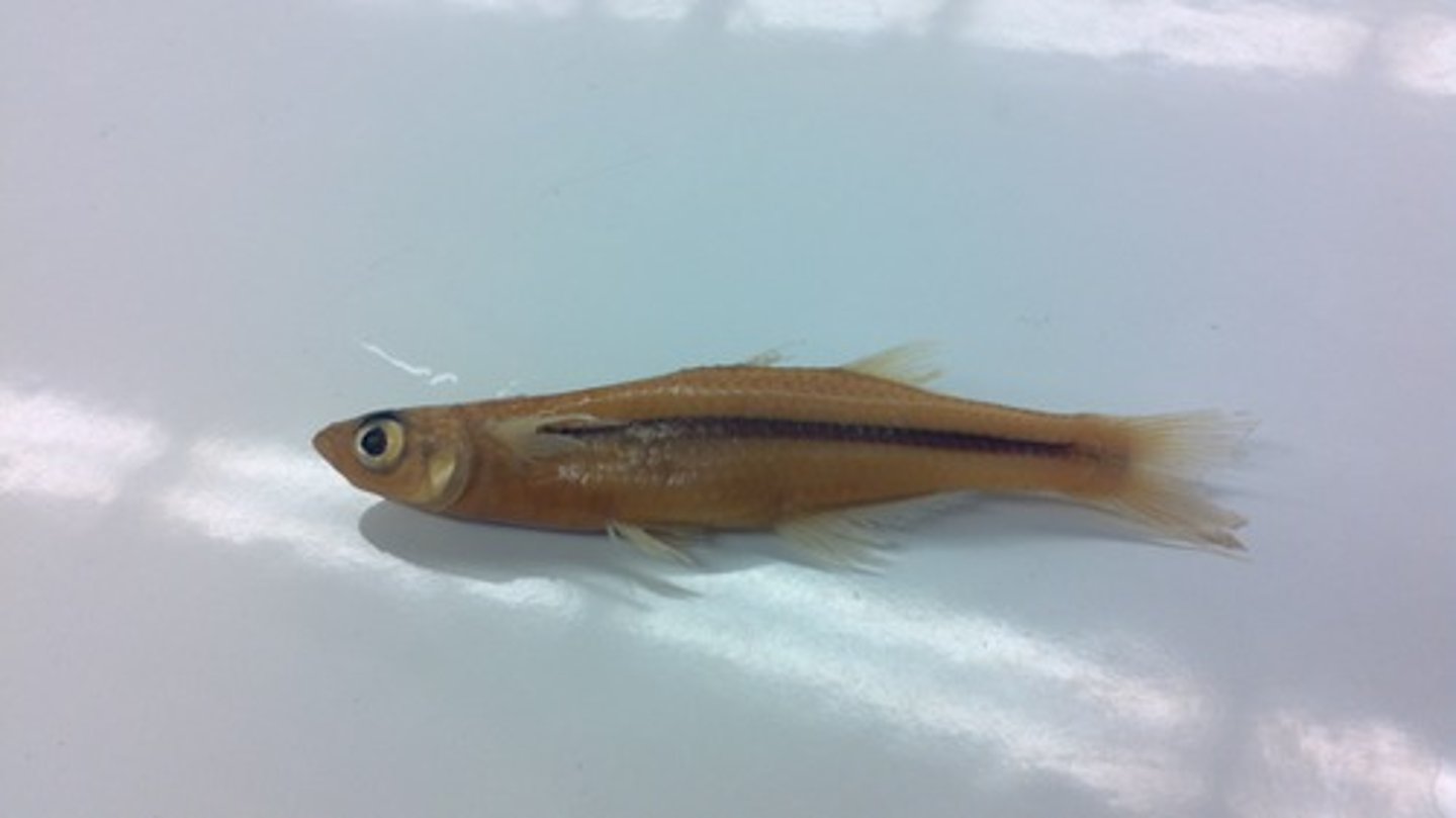 <p>Silversides and Rainbowfishes</p><p>-Environmental sex determination</p><p>-sperm dependent asexual fish</p><p>-2 dorsal fins</p><p>-abdominal pelvic fins</p>