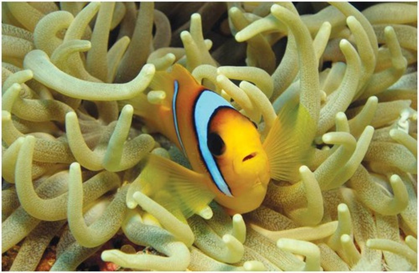 <p>osteichthyes-actinopterygii-teleost</p><p>Make up 96% of all fish</p><p>Includes salmon, swordfish, etc.</p><p>^^ think ray-finned</p>