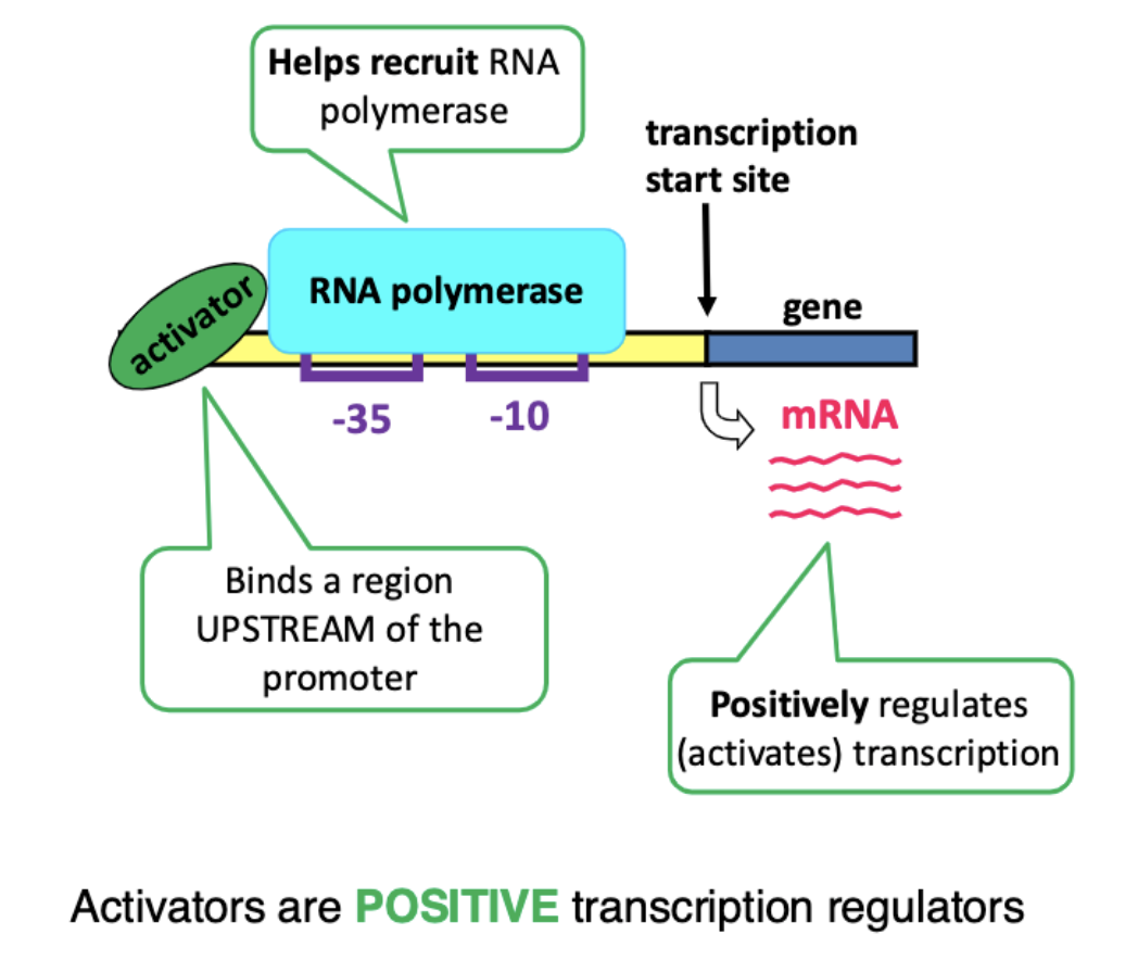 <p>binds region upstream of promoter region </p>
