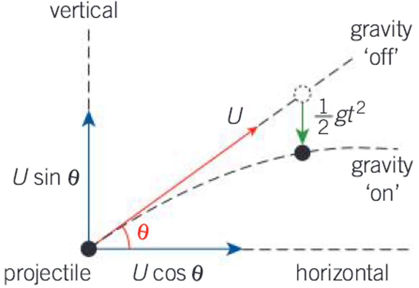<p>Without gravity:</p><p>- Projectile travels in a straight line at constant velocity due to initial launch force</p><p>- Horizontal displacement is constant x=Utcosθ</p><p>- Vertical displacement is constant y=Utsinθ</p><p>With gravity:</p><p>- Vertical velocity decreases by gt due to gravitational acceleration</p><p>- Vertical displacement decreases by ½gt², creating a parabolic trajectory</p>