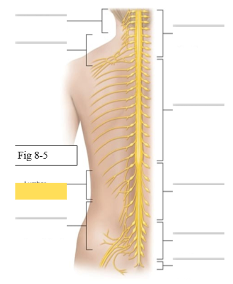<p><span style="background-color: transparent; font-family: &quot;Times New Roman&quot;, serif;"><span>skin and muscles of abdomen and anterior thigh</span></span></p><ul><li><p><span style="background-color: transparent; font-family: &quot;Times New Roman&quot;, serif;"><span>Genitofemoral</span></span></p></li><li><p><span style="background-color: transparent; font-family: &quot;Times New Roman&quot;, serif;"><span>Femoral- rectus femoris, vastus medialis, vastus lateralis, vastus intermedius, sartorius</span></span></p></li><li><p><span style="background-color: transparent; font-family: &quot;Times New Roman&quot;, serif;"><span>Obturator- gracilis, adductor longus</span></span></p></li></ul><p></p>
