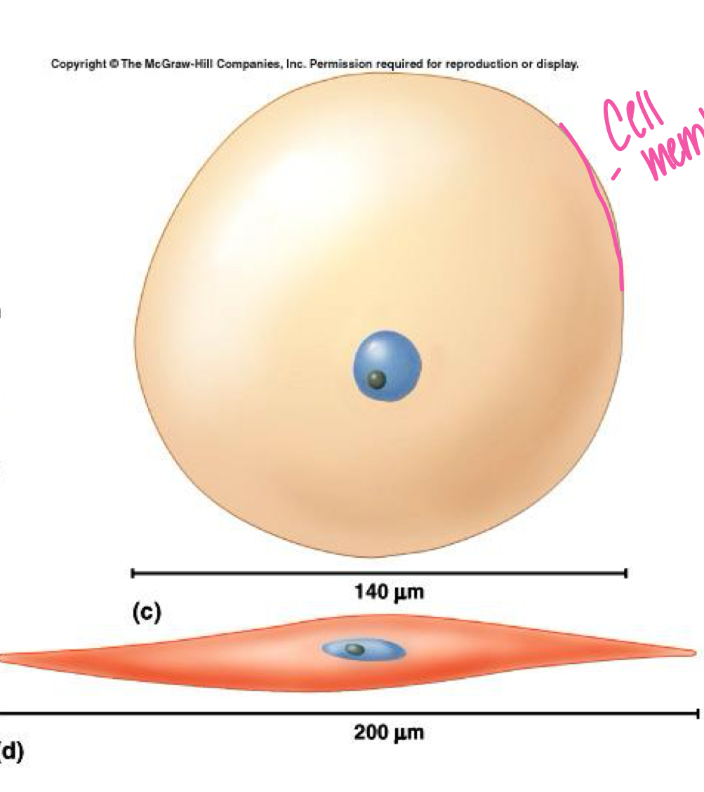 <p>Smallest unit of life, varying in size and shape, measured in micrometers, and differentiated into various types (e.g., stem cells). Major parts include the nucleus, cytoplasm, and cell membrane.</p>