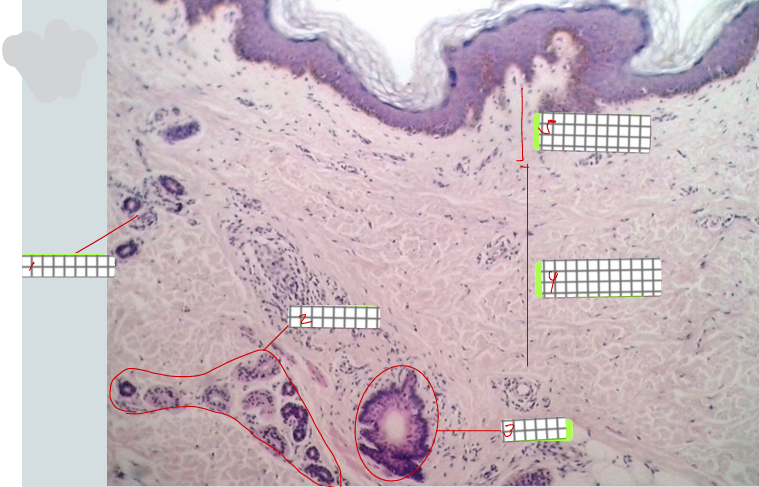 <p>specimen:<br>label</p>