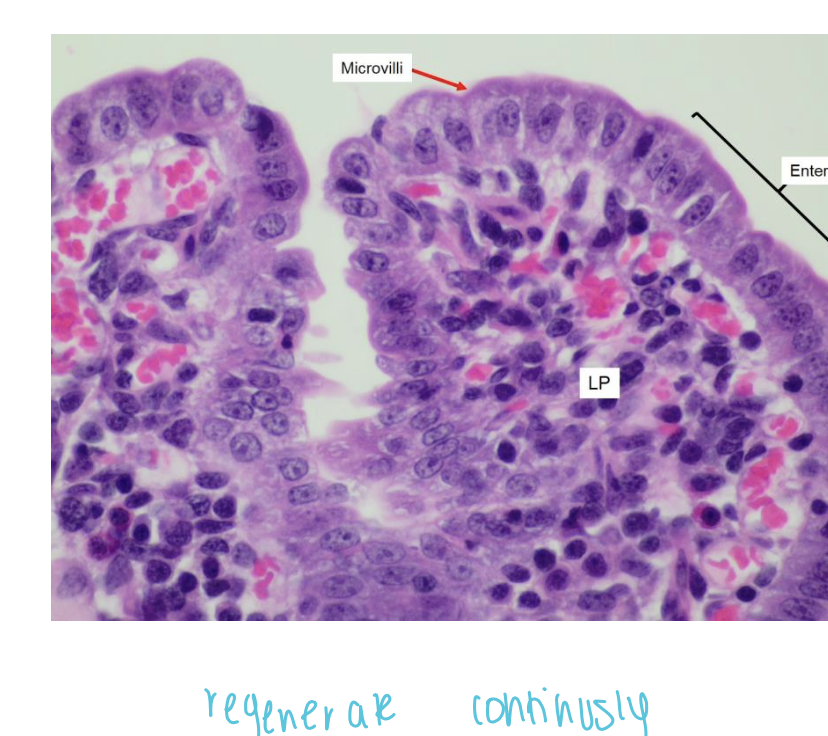 What do Stem cells in the crypts produce? 