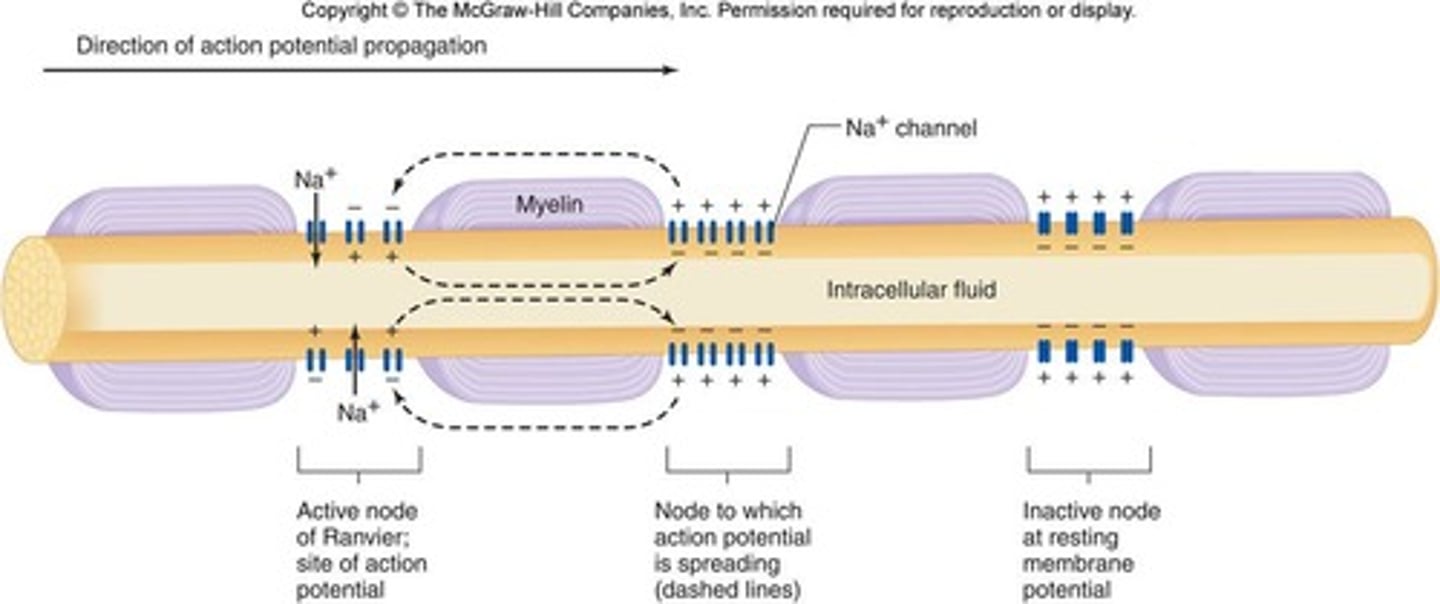<p>Jumping of action potentials between nodes.</p>