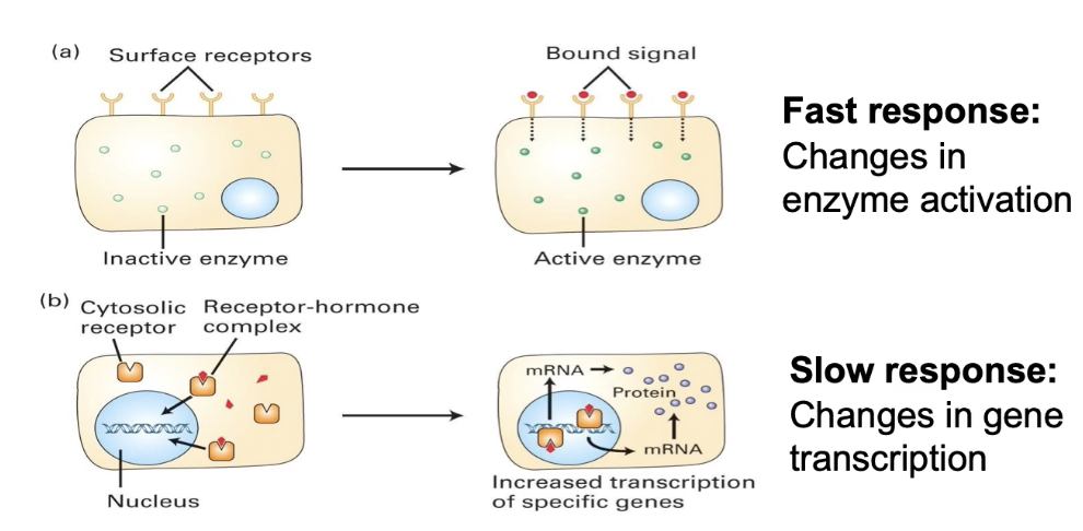 <ul><li><p><strong>Fast response:</strong></p><ul><li><p>Signal binds <strong>membrane receptor</strong></p></li><li><p>Activates <strong>cytosolic enzyme</strong> by modification (phosphorylation, methylation, acetylation)</p></li><li><p>Changes activity of <strong>existing proteins</strong></p></li><li><p><strong>Rapid response</strong></p></li></ul></li><li><p><strong>Slow response:</strong></p><ul><li><p>Signal passes <strong>through membrane</strong> to <strong>soluble cytosolic receptor</strong></p></li><li><p>Receptor moves to <strong>nucleus</strong></p></li><li><p>Acts as <strong>transcriptional activator</strong> → mRNA produced → protein synthesis</p></li><li><p>Requires <strong>transcription, translation, folding, modifications</strong></p></li><li><p><strong>Slower response</strong></p></li></ul></li><li><p>Same signal &amp; receptor types can trigger either response depending on cell type</p></li></ul><p></p>