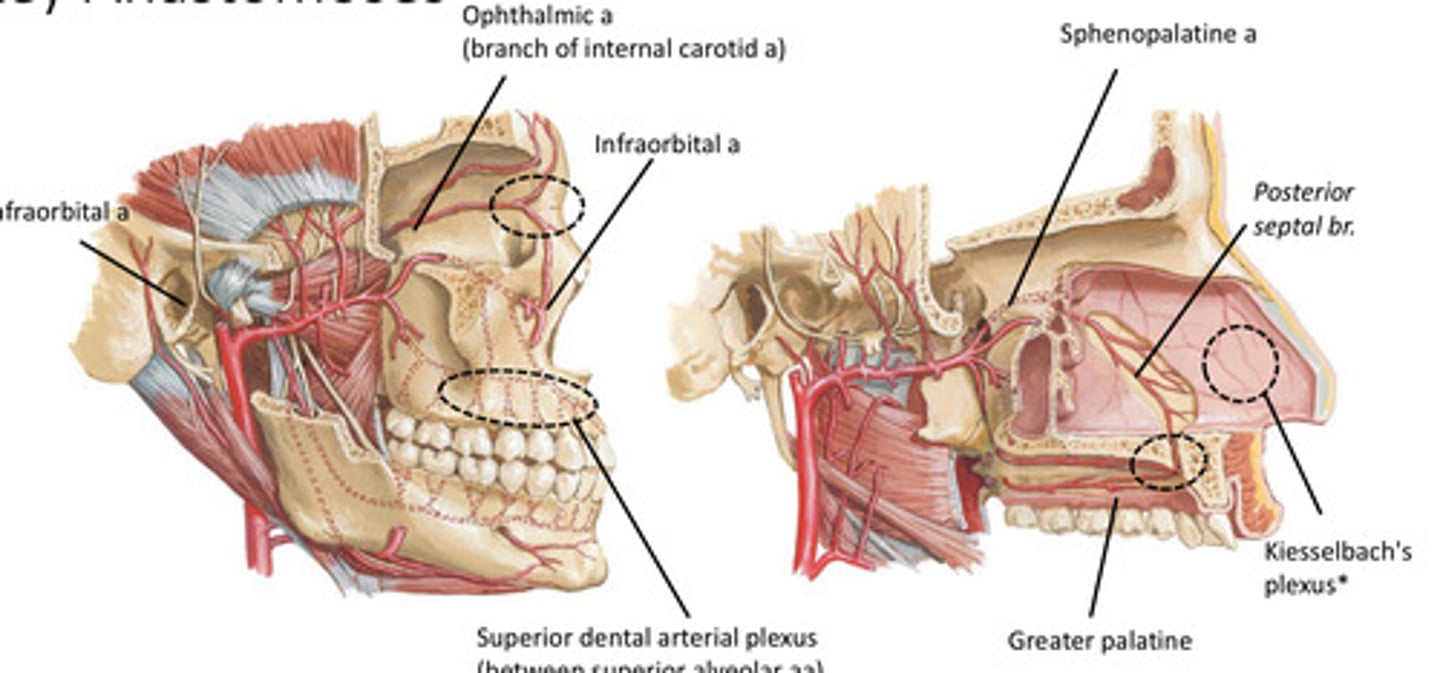 <p><strong>True</strong> ==&gt; anastomosis of several arteries at this area of the nose makes it prone to bleeding (anterior/posterior ethmoidal arteries, sphenopalatine artery, &amp; facial artery)</p>