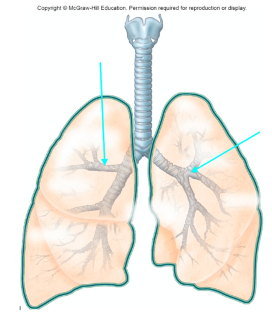 <p>Which structures of the lung diagram are the blue arrows pointing at?</p>