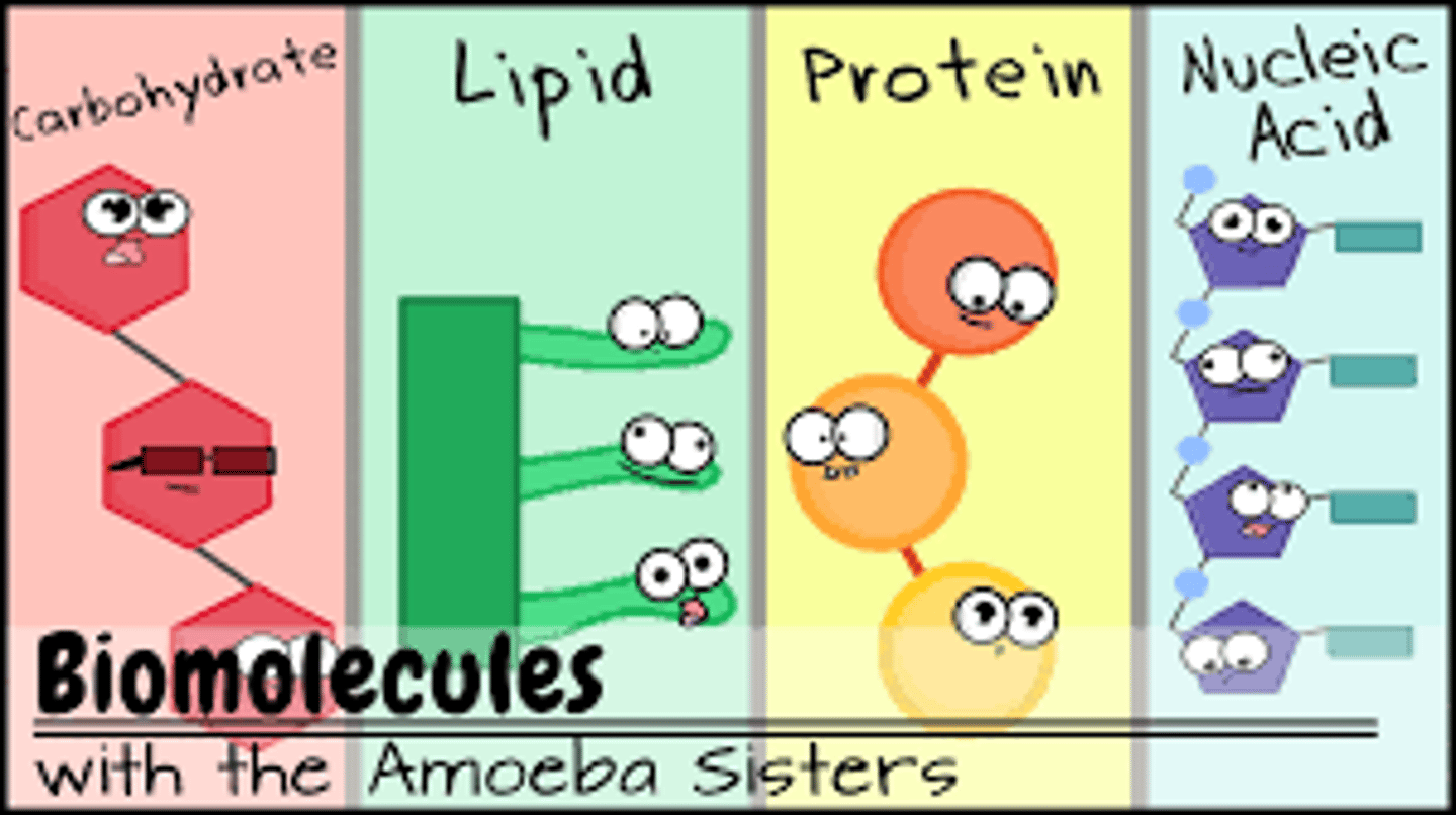 <p>The four macromolecules</p>