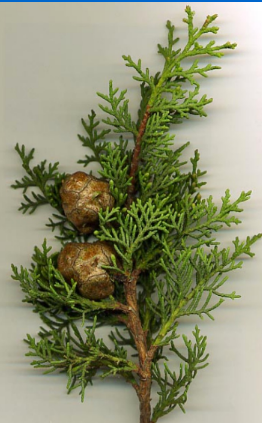<p>cupressaceae, cypresses are endemic to CA</p>