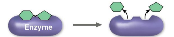 <p>Enzymatic proteins</p>