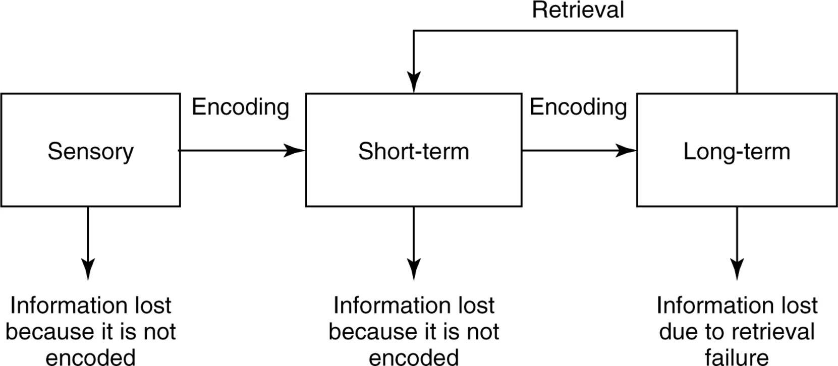 <p>three stages that information passes through before it is stored (memory) </p>