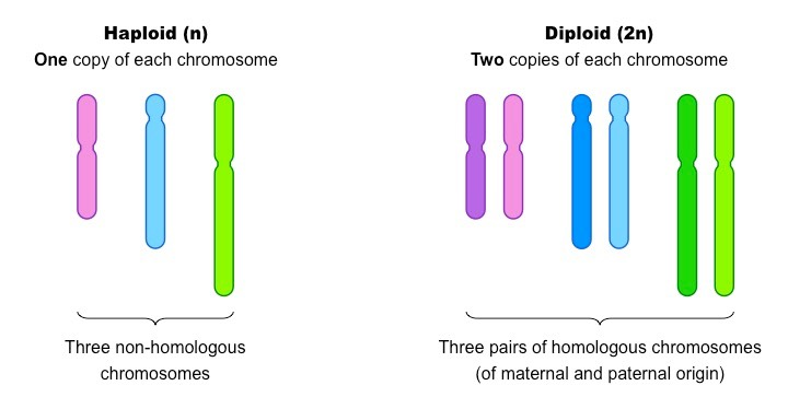 <p>These have one set of chromosomes </p>