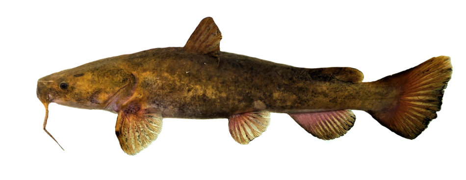 <p>underbite, gold/black color, flat head&nbsp;</p>