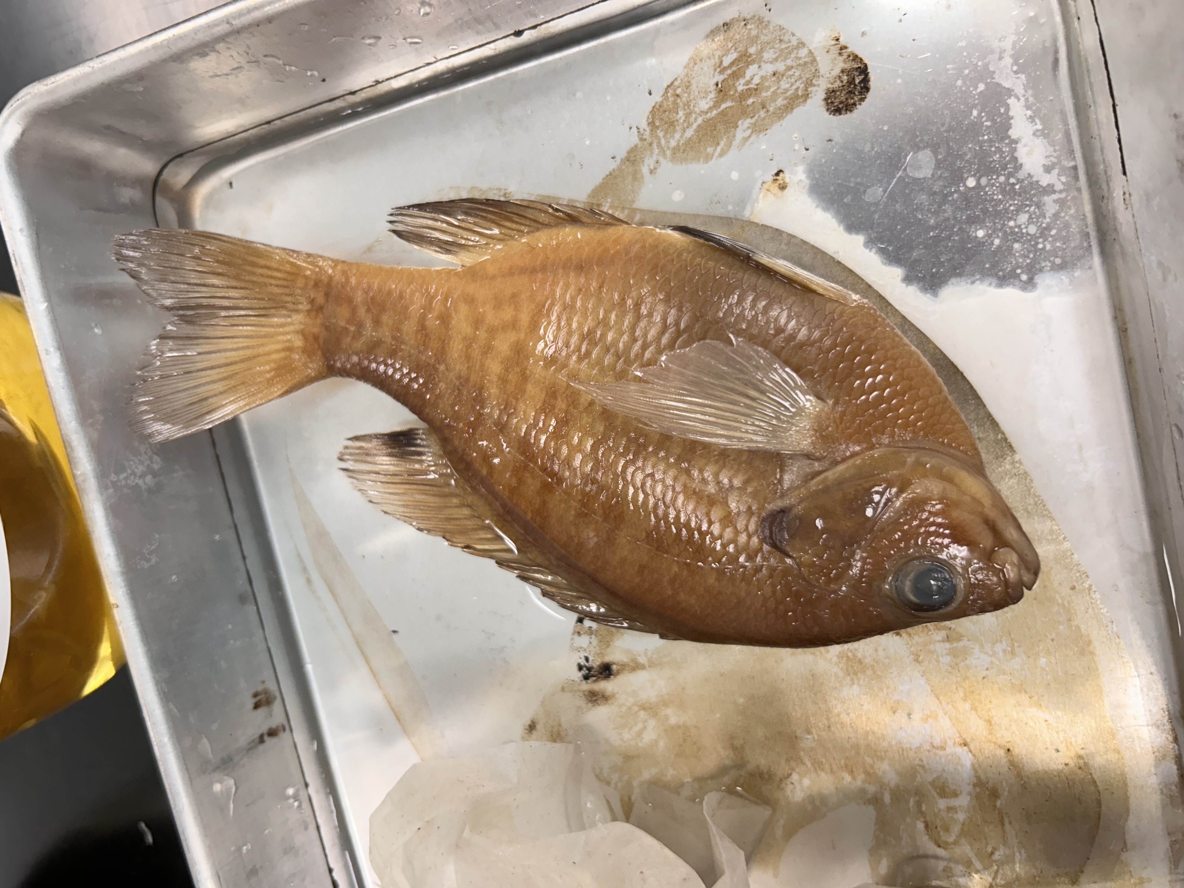 <p>bluegill</p>
