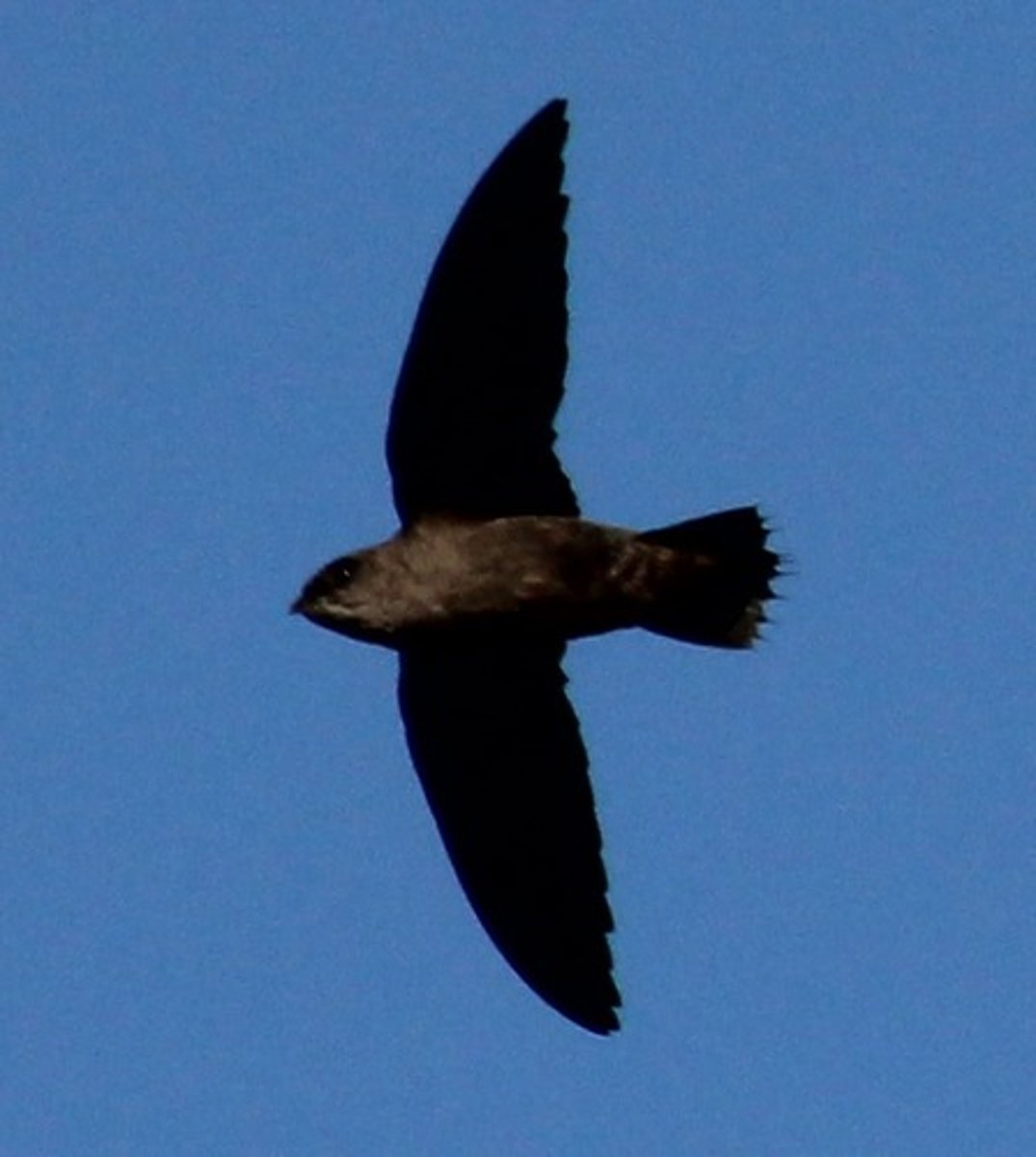 <p>Apodiformes</p><p>Apodidae</p>