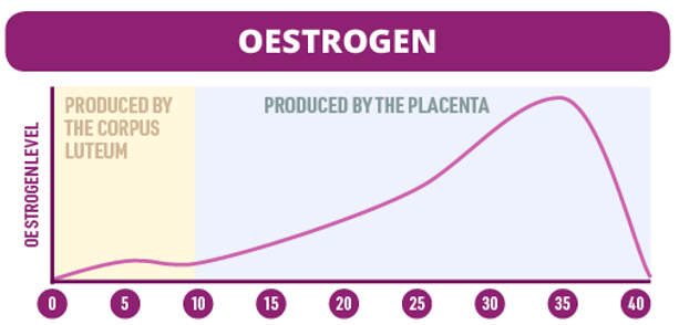 <p>Grows and thickens uterine lining in early stages of pregnancy. Assists growth of fetal organs and breastfeeding.</p>