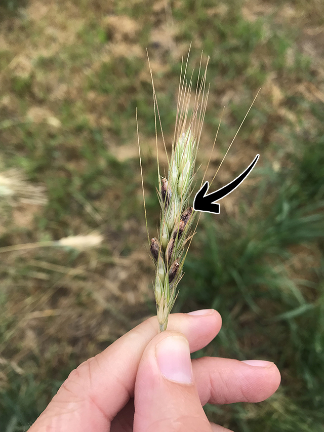 <p>Claviceps purpurea: Vad indikerar pilen på för struktur?</p>