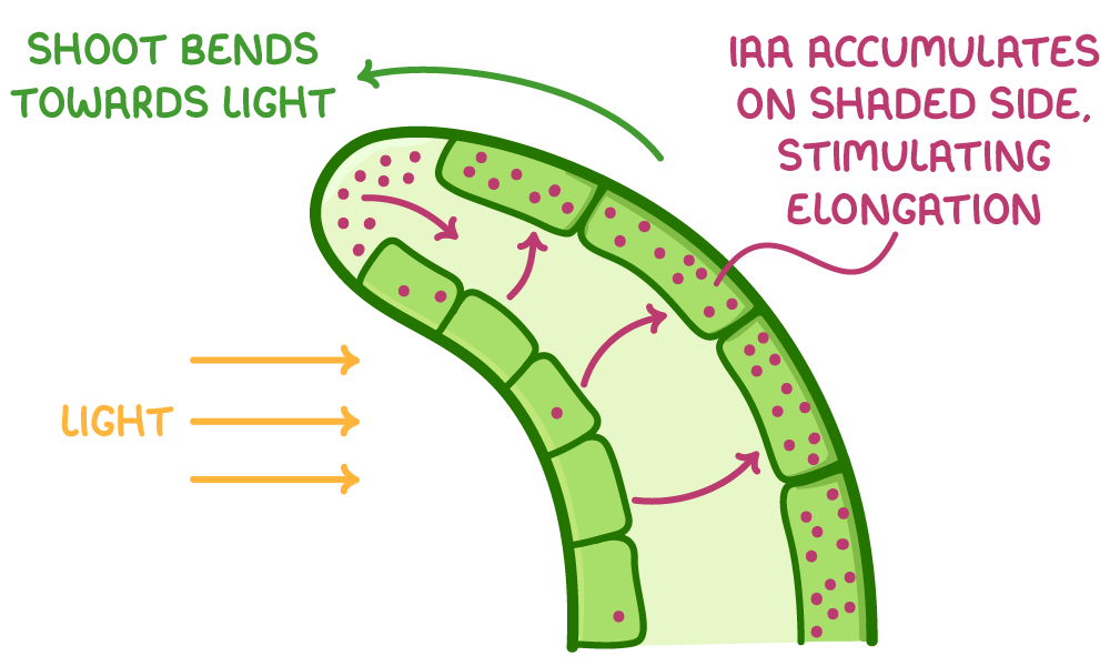 <ul><li><p>root tips produce IAA, which can diffuse to other cells to promote cell elongation </p></li><li><p>in directional light, IAA diffuses to the shaded side of the shoot</p></li><li><p>a higher IAA conc causes the shaded side to elongate more</p></li><li><p>this causes the plant to bend towards the light source - +ve phototropism</p></li></ul><p></p>