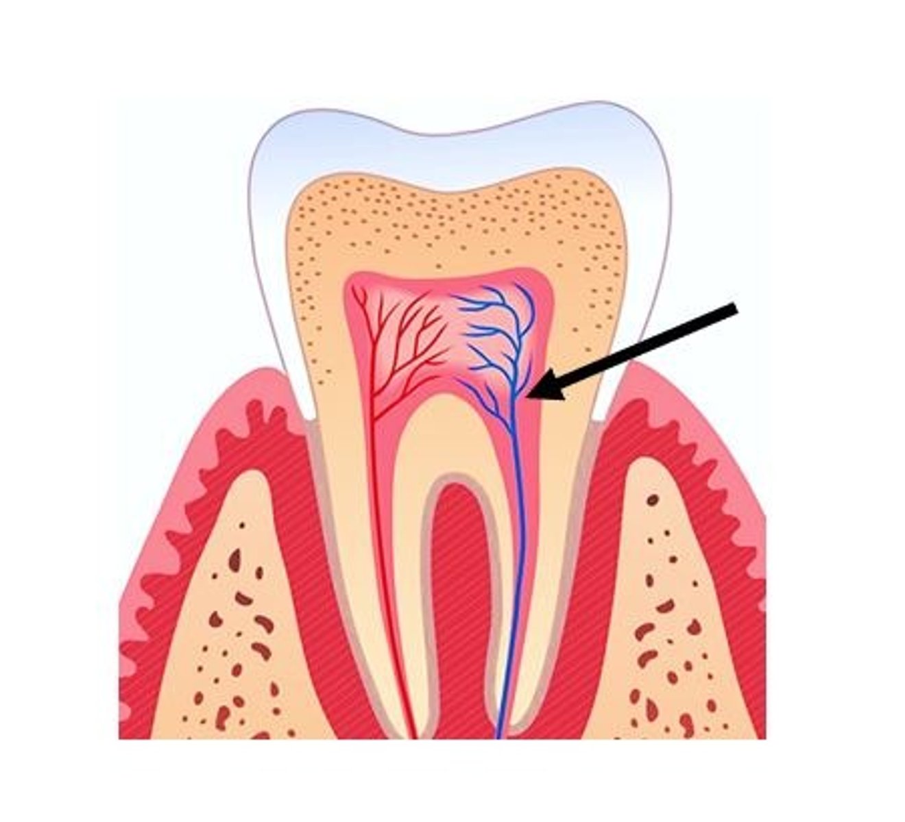 <p>Which tooth tissue contains</p>
