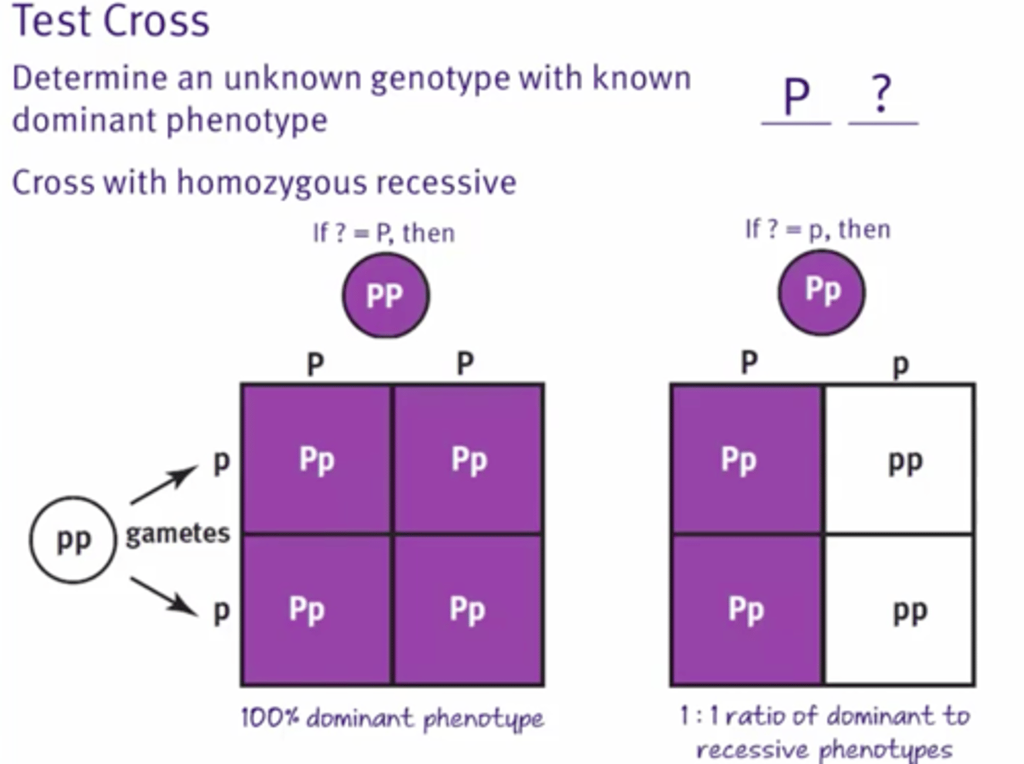 <p>Breeding the unknown parent with a homozygous recessive</p>