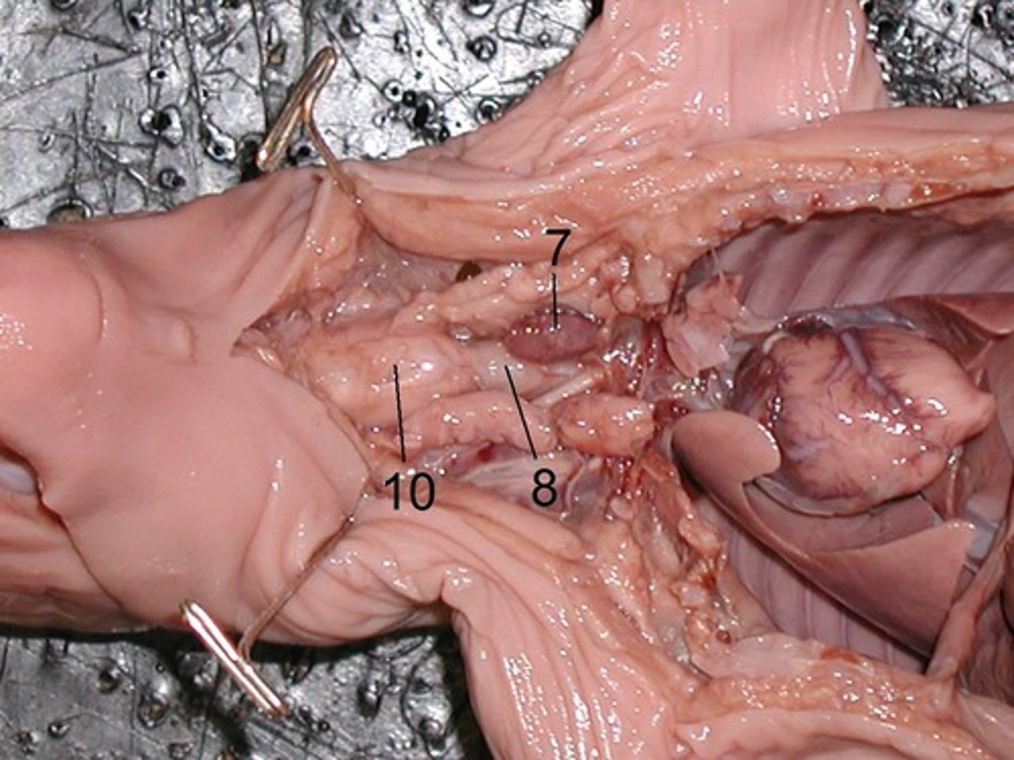 <p>What flat muscular tube runs behind #8?</p>