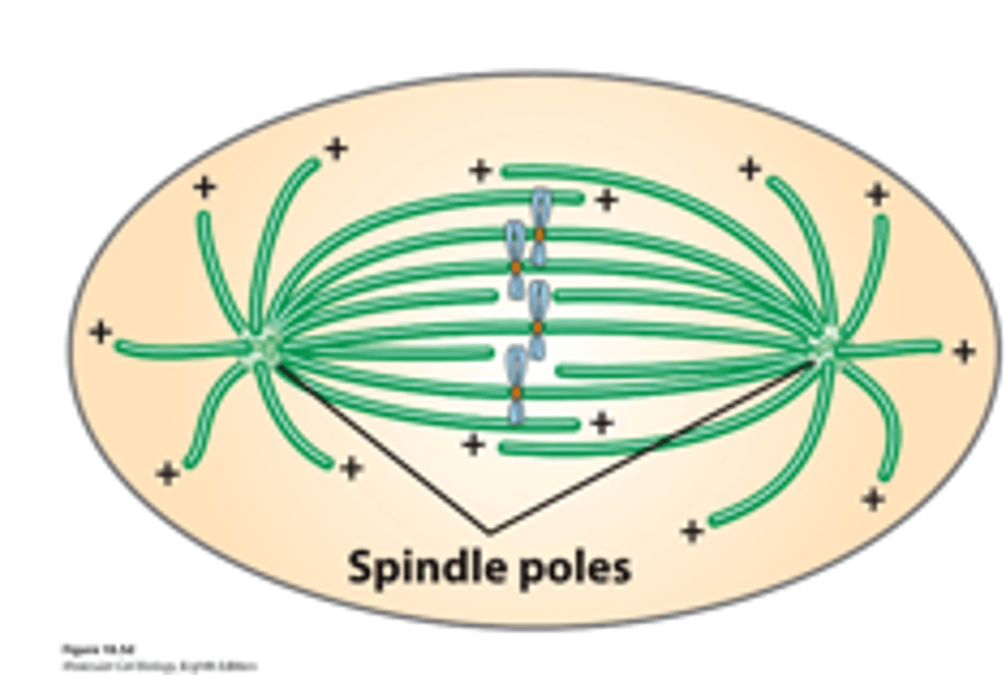 <p>microtubule, In a _________ cell: two spindle pole centrosome MTOCs organized two MT arrays</p>