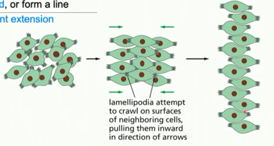<ul><li><p>involves cell movement</p></li><li><p>cells come together (converge) and line up (extend as a tissue)</p></li><li><p>same number of cells throughout; organiszation differs</p></li><li><p>after gastrulation</p></li></ul><p></p>