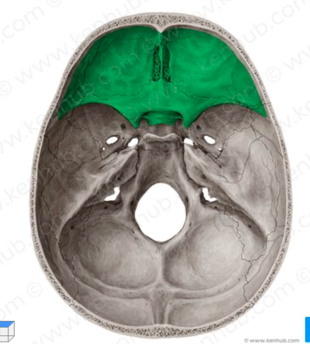 <p>-limita <strong>anteriormente</strong> con la linea imaginaria que divide la boveda craneana de la glabela</p><p class="has-focus">-limite <strong>posteriormente</strong> con el canal optico y el borde posterior del ala menor del esfenoides en ambos lados</p>