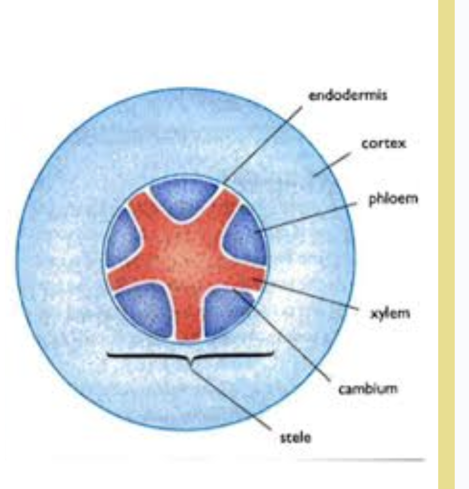 <p>(xylem - cambium - phloem - endodermis - cortex - epidermis)</p><p></p><ul><li><p>epidermis: has root hair to increase water and mineral absorption</p></li><li><p>cortex: cells loosely packed - enable movement of water </p></li></ul><ul><li><p>endodermis: <strong>layers of cell</strong> water pass through reach xylem</p></li></ul><p></p>
