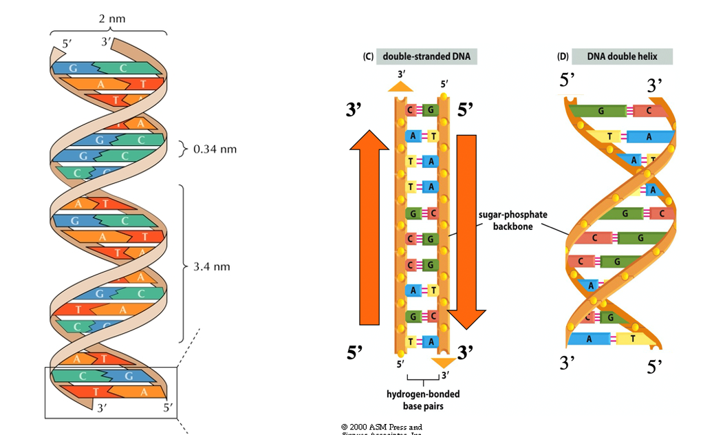 <ul><li><p>2 strands of DNA are wound in a helix with bases on the inside and sugar-phosphate backbone on the outside</p></li><li><p>the strands are antiparallel (running in opposite directions)</p></li><li><p>this structure keeps the sugar phosphate backbone equidistant and straight</p></li><li><p>Roughly 2nm in width</p></li><li><p>Base pairs are hydrogen bonded</p></li></ul><p></p>