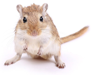<p>Gerbils</p>