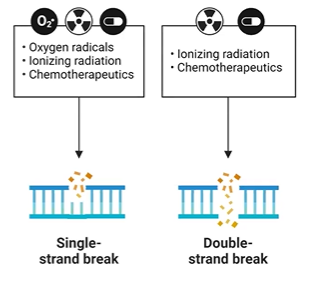 <p><strong>PDE</strong> bond broken</p><p>ionizing radiation </p><p>single strand, double strand (may be staggered)</p><p>damaged bases prevent DNA ligase</p>