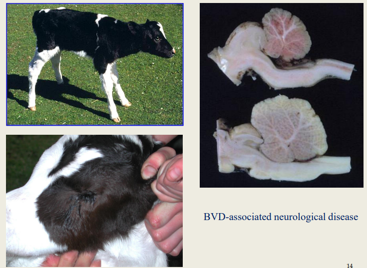 <p>Incoordination (characterised by a wide-based stance &amp;</p><p>ataxia) is usually the most prominent sign</p><p>Dysmetria</p>