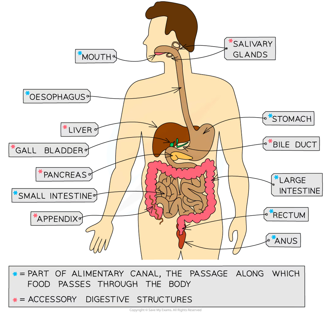 knowt flashcard image