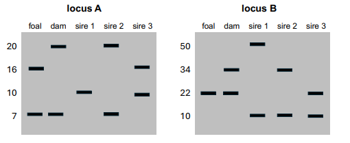 <p>You are trying to determine the paternity of a foal (a baby horse). You genotype the foal, the dam (foal’s mom), and three potential sires (potential dads), using PCR at two different repetitive loci with variable repeat lengths. The results are as follows:<br><br>Could one or more of the potential sires be the sire of this foal? How do you know?</p>
