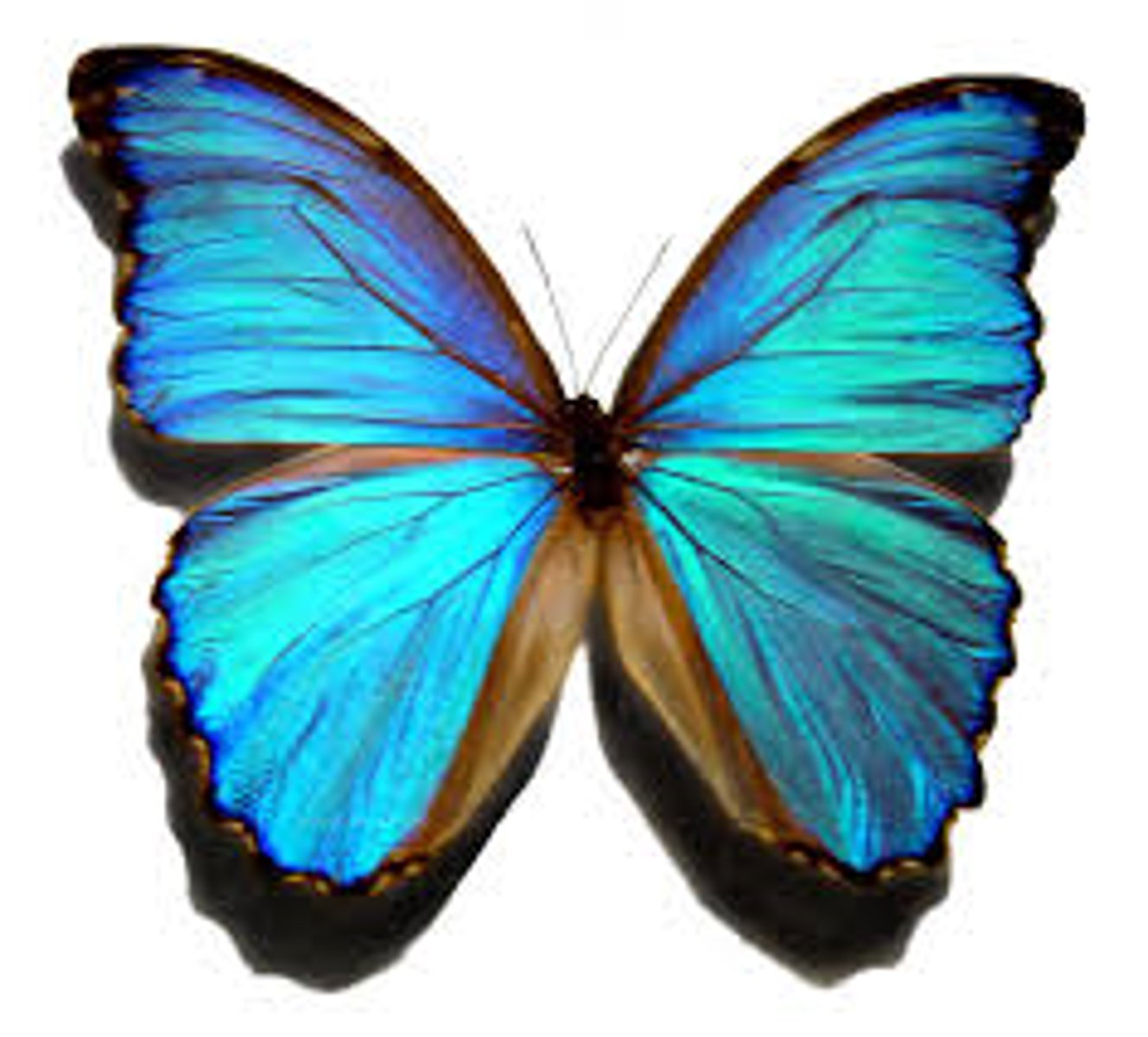<p>a butterfly</p>