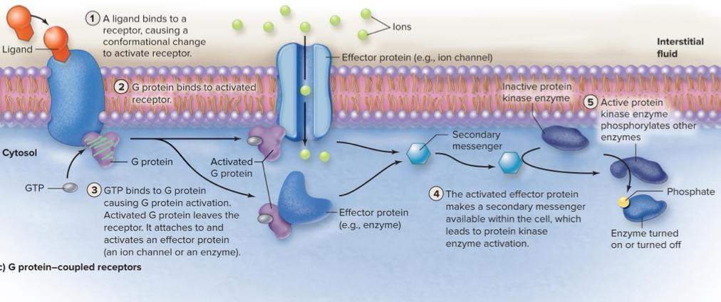 <ul><li><p>Indirectly activates the protein kinase enzymes </p></li></ul>