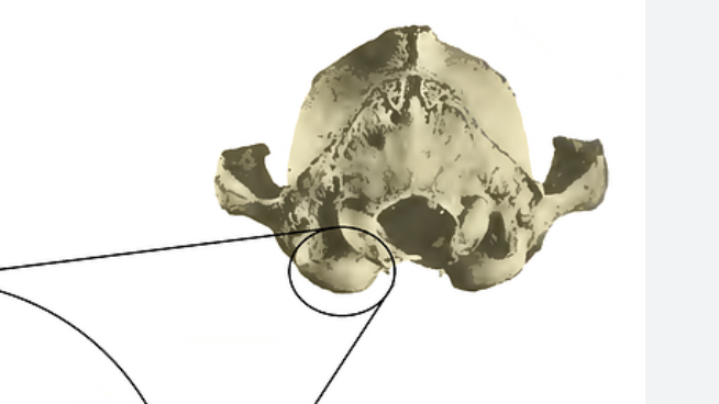 <p>hollow structure on ventral/posterior portion of skull; used to amplify sound </p>
