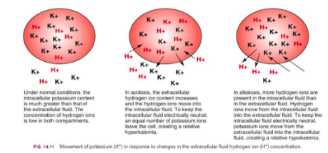 <ul><li><p>Cells can shift H In &amp; Out</p></li><li><p>Potassium exchanges</p><ul><li><p>Alkalotic: Hypokalemia</p><ul><li><p>ECF has too little H, cell will give its own H (goes out of cell) potassium goes into cell</p></li></ul></li><li><p>Acidosis: Hyperkalemia</p><ul><li><p>Cell is trying to neutralize hydrogen (by bringing some in) while kicking potassium out</p></li></ul></li></ul></li></ul><p></p>