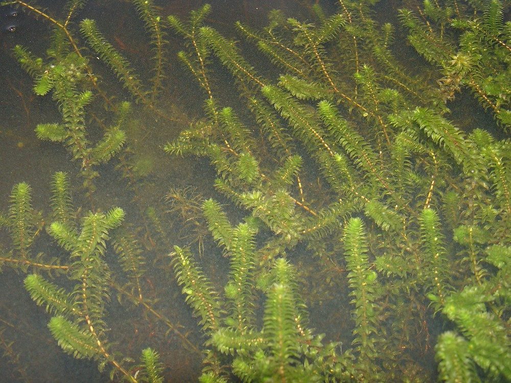 Common water-weed but she’s elodea lets be real:

Whorls of 3 otherwise its an invasive look alike