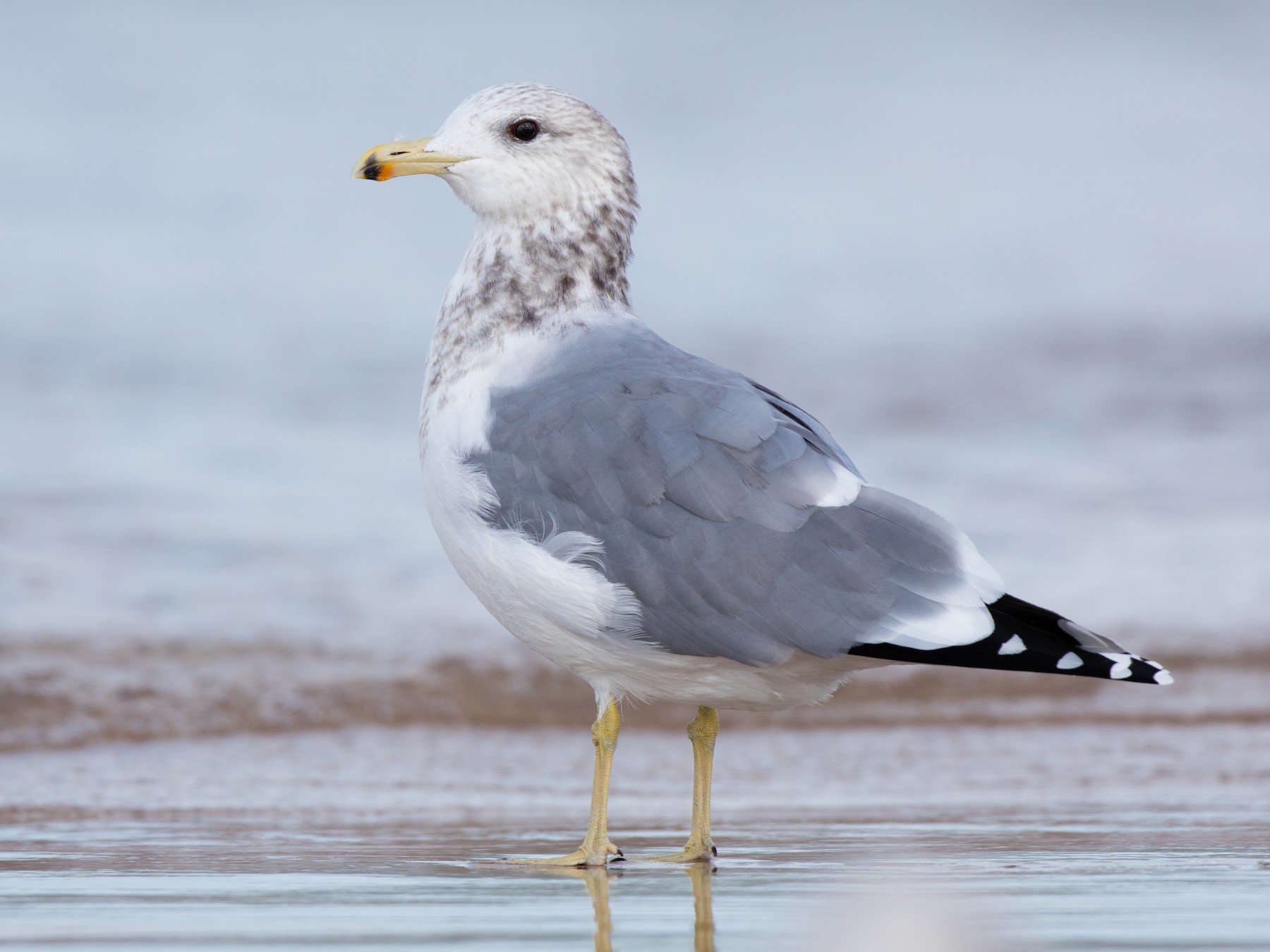 <p>California Gull</p>