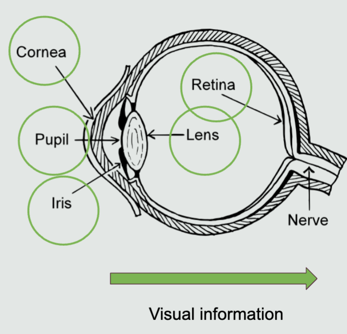 <ul><li><p><span style="font-family: &quot;Times New Roman&quot;;">The brain only computes the immediate reaction and will send that stimulus to the brain and its neurons</span></p></li><li><p><span style="font-family: &quot;Times New Roman&quot;;"><strong>Pupil</strong>: point of light entrance</span></p></li><li><p><span style="font-family: &quot;Times New Roman&quot;;"><strong>Iris</strong> (muscle): controls entrance of light (dilation/constriction)</span></p></li><li><p><span style="font-family: &quot;Times New Roman&quot;;"><strong>Cornea</strong>: focuses visual image on retina (assists in the light/stimulus recognition via externally)</span></p></li><li><p><span style="font-family: &quot;Times New Roman&quot;;"><strong>Lens</strong> (works in partnership with the cornea): internal counterpart of cornea; changes shape to achieve</span></p></li><li><p><span style="font-family: &quot;Times New Roman&quot;;"><strong>Retina</strong>: where transduction takes place (translation)</span></p><ul><li><p>Rods</p></li><li><p>Cones</p></li></ul></li><li><p>Optic Nerve</p></li></ul><p></p>