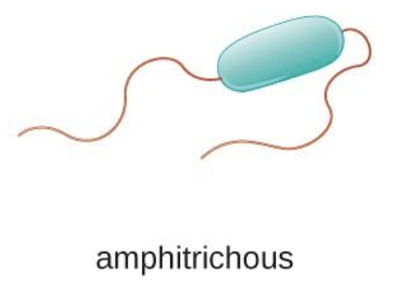 <p>one flagellum at both ends</p>