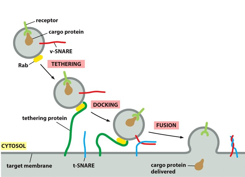 <p>tethering protein</p>