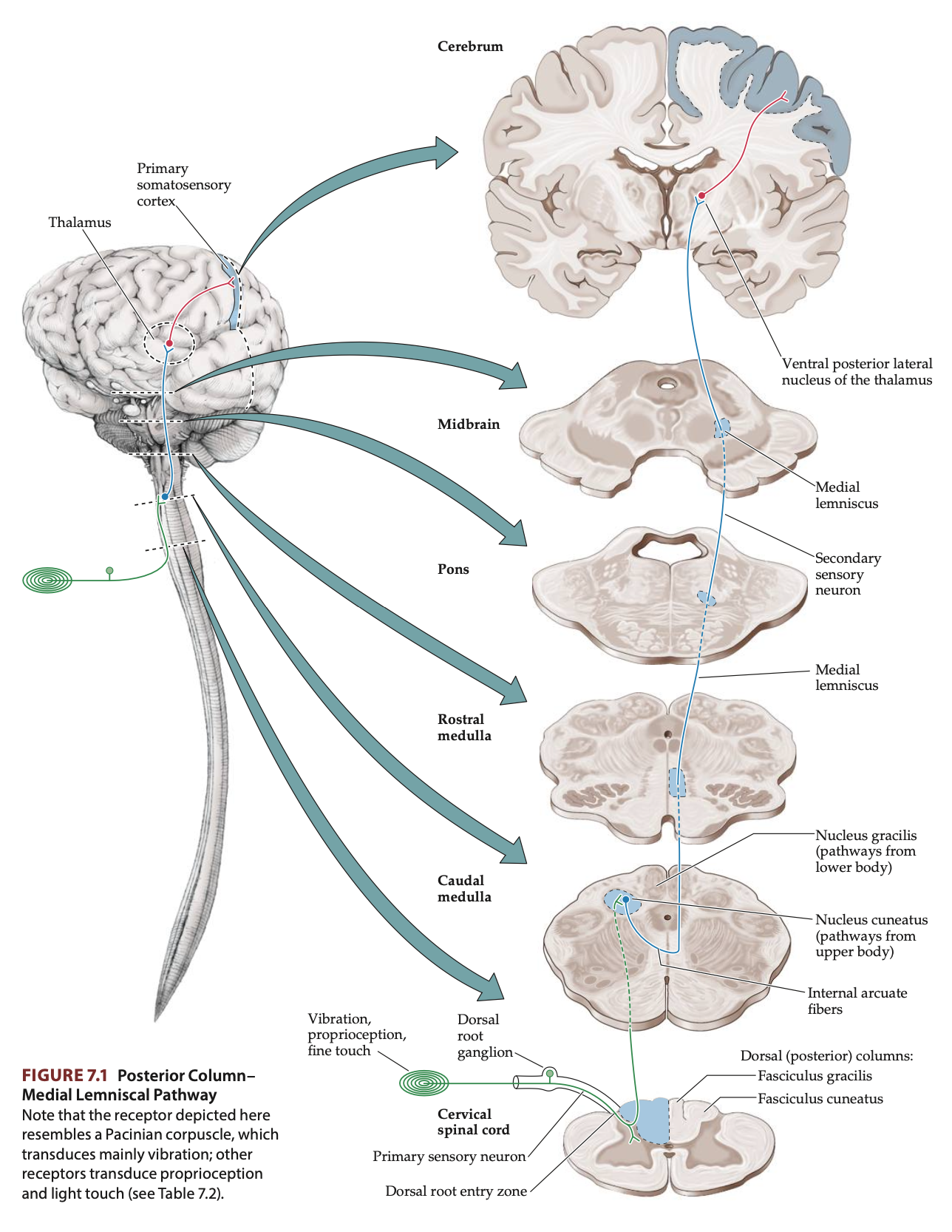 <p>Ascending sensory pathways in the spinal cord that carry information about <strong>fine touch, vibration, pressure,</strong> and <strong>proprioception</strong> (sense of body position) from the <strong>peripheral nervous system</strong> to the <strong>central nervous system.</strong></p><ul><li><p><strong>Gracile Fasciculus</strong>: Medial portion of the posterior column that carries information from the <strong>legs</strong> and <strong>lower trunk</strong>.</p></li><li><p><strong>Cuneate Fasciculus</strong>: Lateral portion of the posterior column that carries information from the <strong>upper trunk</strong>, <strong>arms</strong> and <strong>neck</strong>.</p></li></ul><p><strong>Functions</strong>:</p><ul><li><p><strong>Fine Touch (Tactile Discrimination):</strong> The pathway enables the ability to detect small, detailed textures and identify objects by touch.</p></li><li><p><strong>Vibration Sense:</strong> It allows the detection of vibration on the skin, such as the sensation felt when holding a vibrating object.</p></li><li><p><strong>Pressure Sensation:</strong> It carries information about deep pressure applied to the skin.</p></li><li><p><strong>Proprioception (Sense of Body Position):</strong> The pathway conveys information about the position and movement of different parts of the body, contributing to balance and coordination.</p></li></ul><p><strong>Pathway</strong>:</p><ul><li><p><strong>First-Order Neurons (Peripheral to Spinal Cord): </strong>Sensory receptors detect sensory information and send their axons through the <strong>dorsal roots</strong> of the spinal nerves and enter the <strong>ipsilateral</strong> <strong>posterior columns</strong> of the spinal cord to ascend to the <strong>dorsal column nuclei</strong> of the medulla.&nbsp;</p></li><li><p><strong>Second-Order Neurons (Spinal Cord to Medulla): </strong>The axons of the <strong>first-order neurons</strong> synapse with <strong>second-order neurons</strong> in the <strong>medulla</strong>. These second-order neurons then <strong>cross to the opposite side</strong> (decussate) in the medulla as <strong>internal arcuate fibres</strong> to form the <strong>medial lemniscus</strong> and continue to ascend.</p></li><li><p><strong>Third-Order Neurons (Medulla to Thalamus and Cortex): </strong>The medial lemniscus axons terminate in the <strong>ventral posterolateral nucleus</strong> <strong>(VPL) </strong>of the <strong>thalamus</strong> where they synapse to the <strong>third-order neurons</strong> which send their axons to the <strong>primary somatosensory cortex</strong> (S1) in the <strong>parietal lobe</strong> trough the <strong>posterior limb</strong> of the <strong>internal capsule</strong>.</p></li></ul><p><strong>Somatotopic Organisation</strong>: In the <strong>posterior columns</strong> the feet are <em>medial</em> to the arms (<em>think of fibres adding on laterally from higher levels as the posterior columns ascend</em>) while for the <strong>medial lemniscus</strong> the feet are <em>lateral</em> to the arms (humunculus lying down)</p>