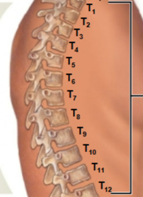 <p>This is the <strong>second </strong>of the spinal curves / vertebrate regions. What is this region called?</p>