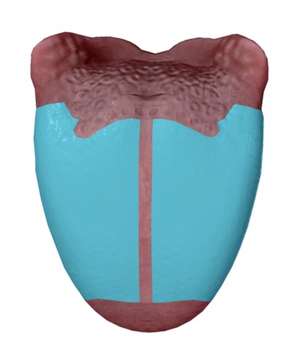 <p>Part just posterior to the tip and inferior to the alveolar ridge of the maxilla</p>