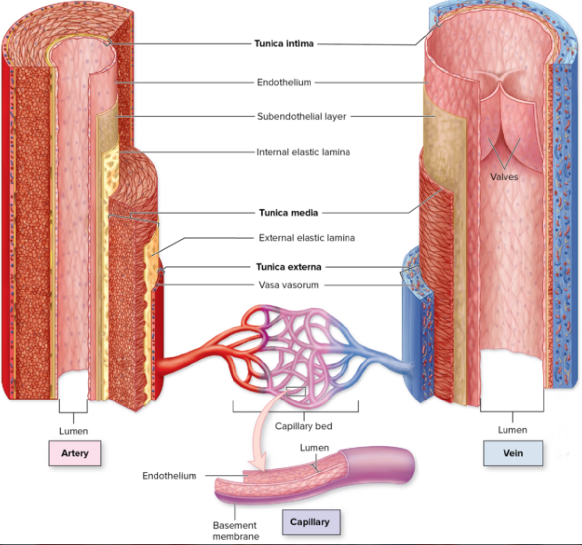 <p>3 layers of vessels</p>